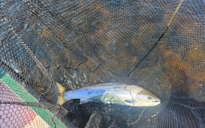 MORE DAM SUCCESS, THREE SPRINGERS IN A DAY AND FIRST SALMON!